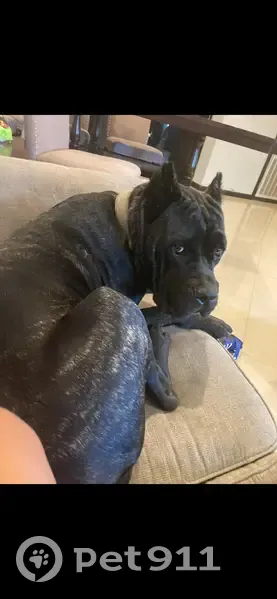 Lost female dog, Palm Boulevard, Brownsville - photo