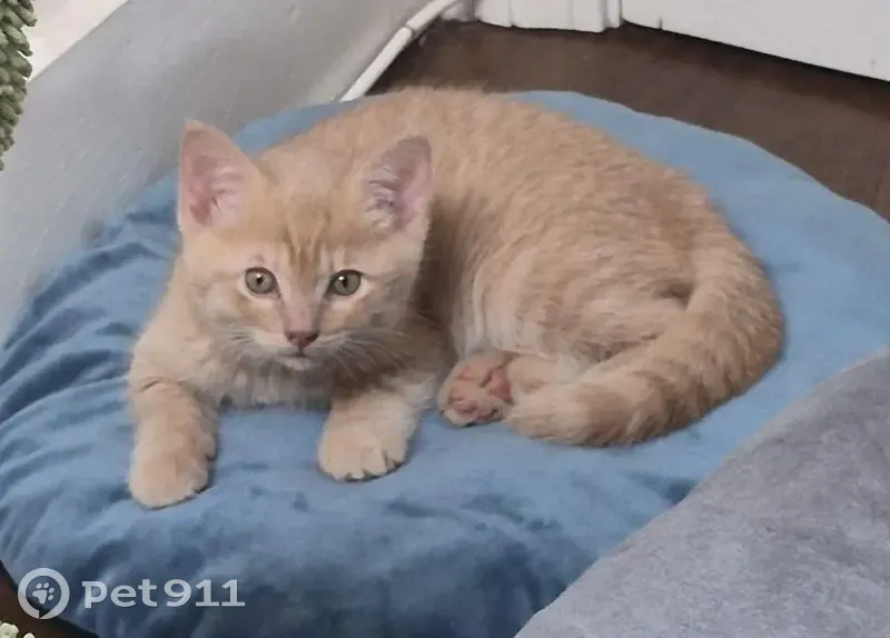 Lost male cat, School Street, Danvers - 9 weeks old, orange with green eyes - photo