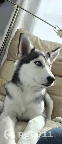 Lost dog, Lake Ann, Southfield - young husky with heterochromia - photo