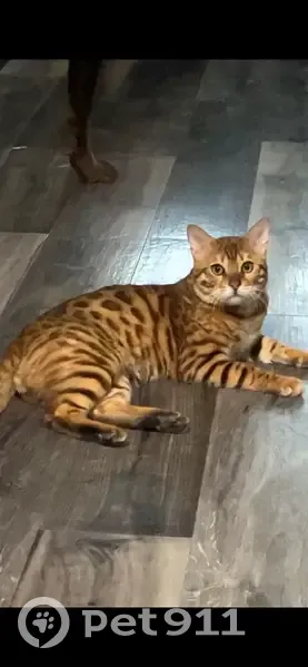 Lost male cat, North Ash Street, Waukegan - brown Bengal - photo