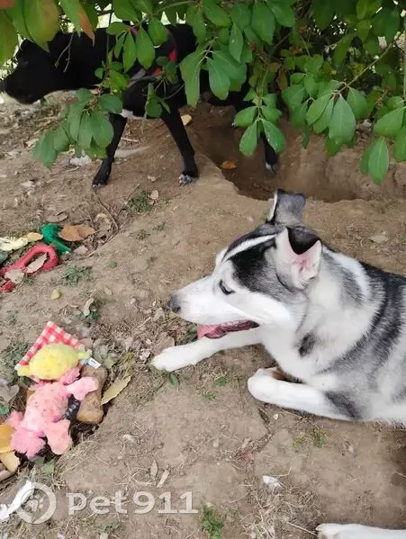 Lost dog, North 22nd Street, Quincy, Atlanta - small male husky - photo