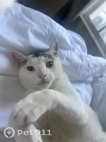 Lost male cat, Arden Villas Boulevard, Orlando - white fur with black spots - photo