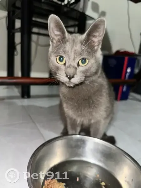 Encontrado gato macho, Apodaca, Nuevo León - photo