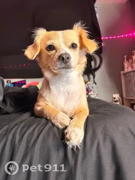 Lost dog, South 40th Street, Tacoma - female with pink collar - photo