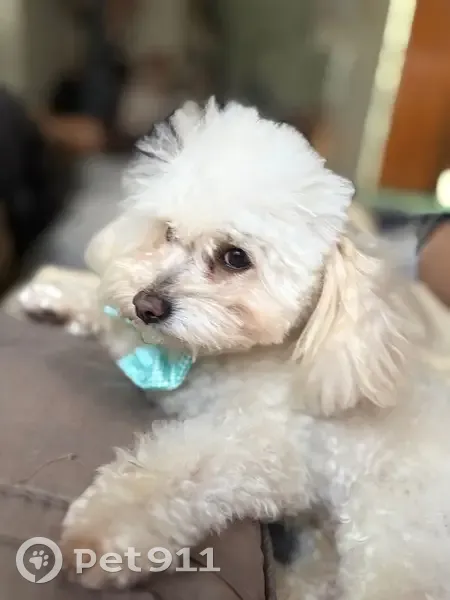 Perdido perro macho, Calle 18, Mérida, Kanasin - photo