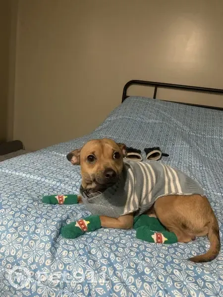 Lost male dog, South 1100 East, Salt Lake City - photo