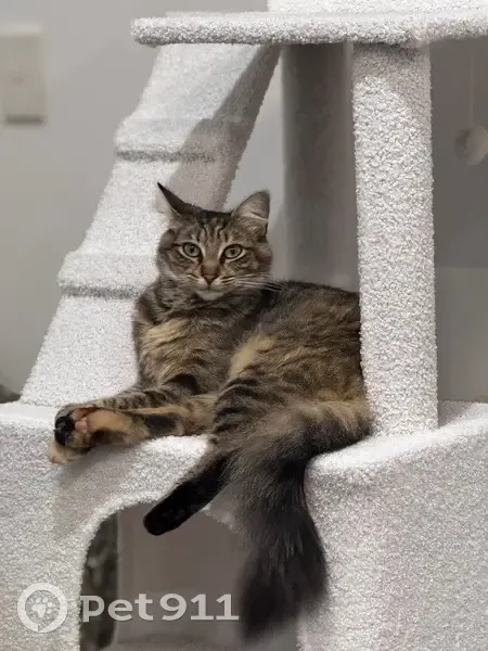 Missing cat Female, Narre Warren North (al495968) - photo