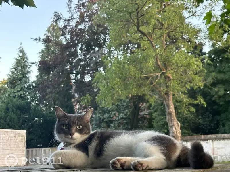 Perdido gato, Passeig de Calvell, 10, Barcelona - hembra llamada Luna - photo