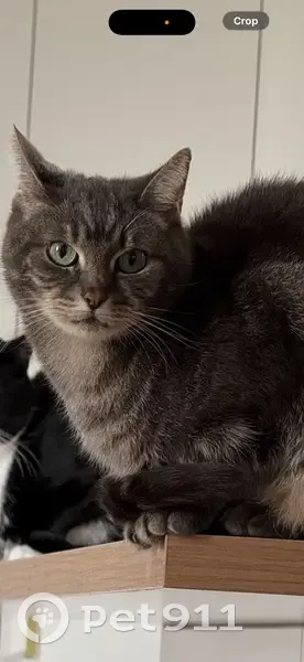 Lost male cat, Lang Street, Kurri Kurri - Grey Tabby Domestic Shorthair - photo