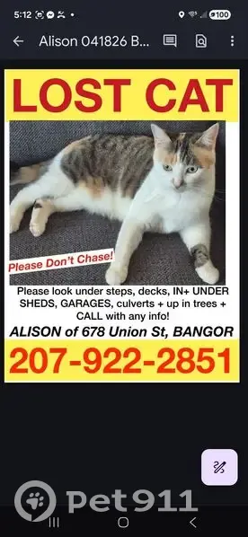 Lost cat, Autumn Park West, Bangor - female gray and white calico - photo