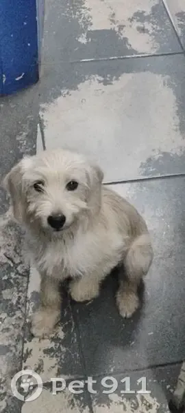 Cachorro encontrado Fêmea (brf002661) - photo