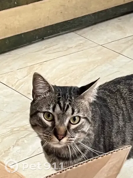 Lost cat, Jefferson Street, Newark - male named Tito - photo