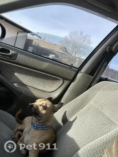 Lost dog, 1100 East, Salt Lake City - male with blue collar - photo