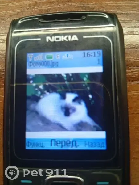 Зникла кішка, Вінниця - світлий пухнастий котик - photo