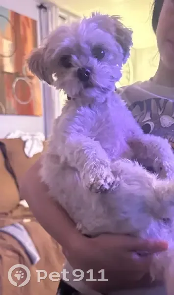 Lost dog, Windsor Mill Road, Lochearn - female Chihuahua mix - photo