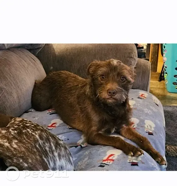 Missing dog Female, Lumberport (usl535312) - photo