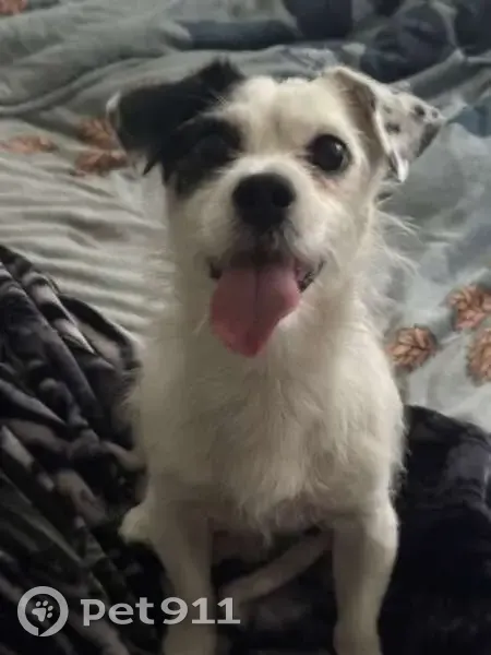 Lost male dog, Squire Hill Court, Meadowbrook - small white with black ear - photo