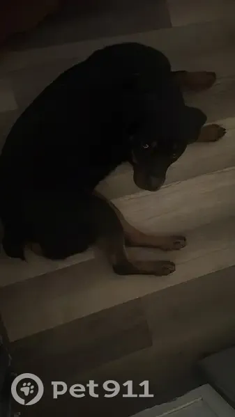 Lost female dog, Dunlinden Acres, Newport - friendly and shy - photo