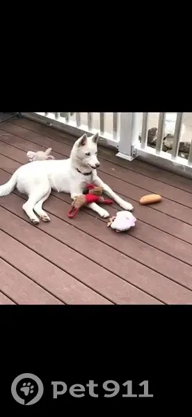 Lost dog, Dameron Road, Bessemer City - female with blue eyes - photo