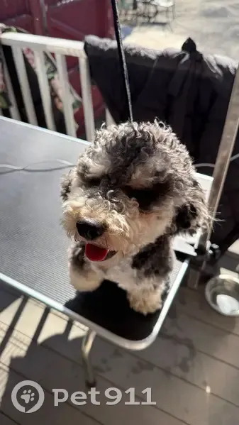 Lost dog, Niagara Street, 112, Providence - male with blonde paws - photo