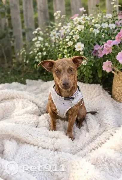 Lost dog, Northwest Colorado Avenue, Bend - female brindle chihuahua - photo