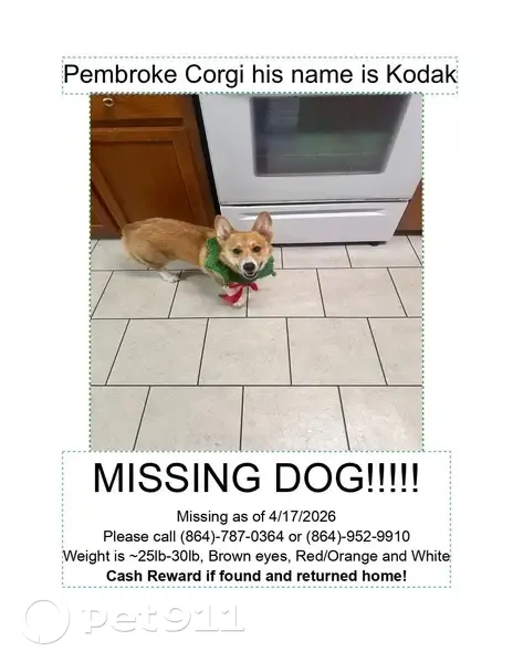 Lost dog, River Street, Belton - 2-year-old neutered male Pembroke corgi - photo