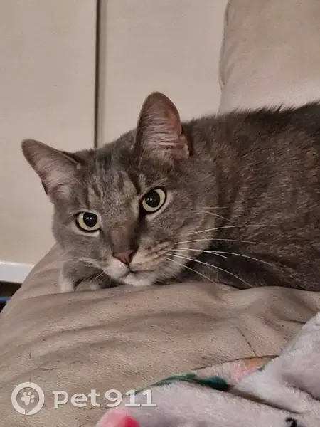 Lost male cat, Covington Way, Conway - large gray tabby - photo