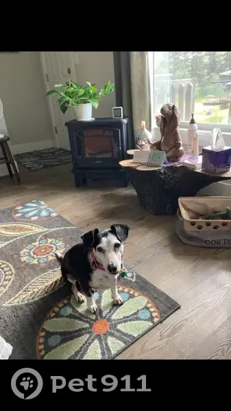 Lost dog, Cloud Cap Avenue, Pagosa Springs - female mixed breed - photo