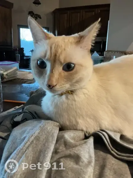 Lost cat, North Soaring Eagle Drive, Timberline-Fernwood - black freckles on nose - photo