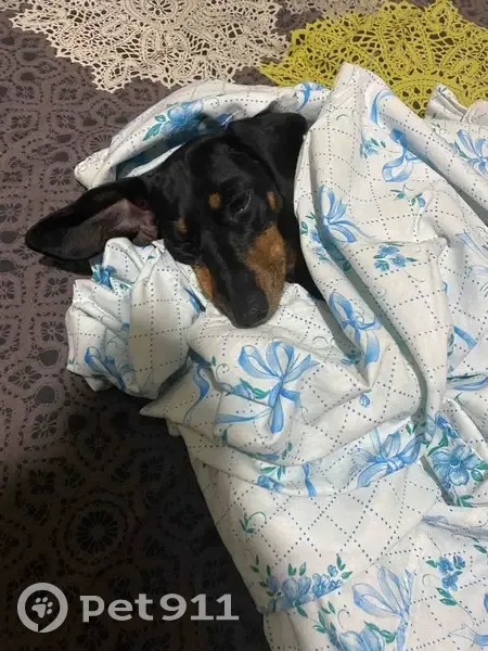 Зникла собака, бульвар Миколи Міхновського, Київ - чорна норна такса з підпалом - photo