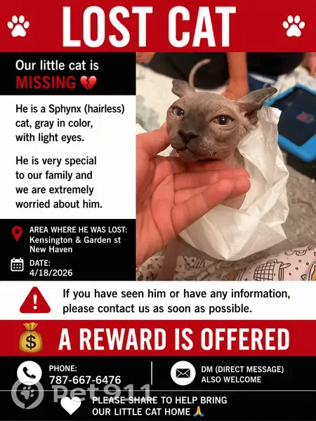 Lost male cat, Garden Street, New Haven - photo