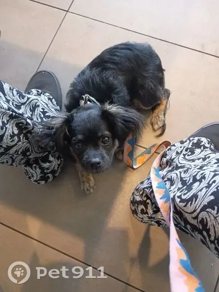 Lost dog, Lewis Avenue, Las Vegas - small black puppy - photo