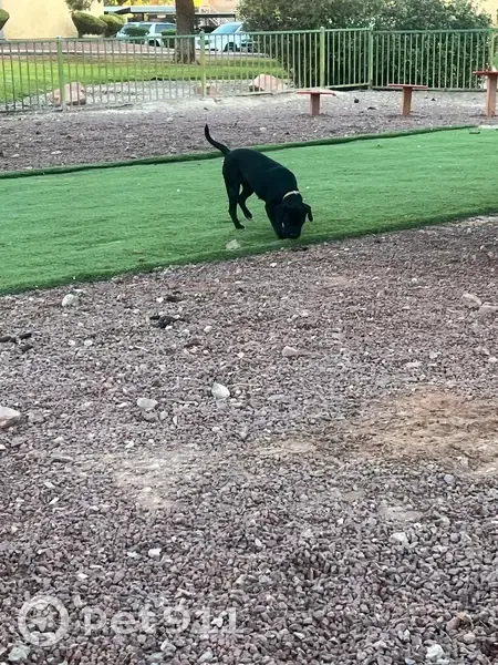 Lost dog, Soledad Way, North Las Vegas - black with white chest fur - photo