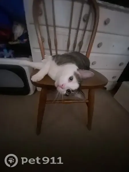 Lost male cat, Ward Street, Waterbury - responds to Greggy - photo