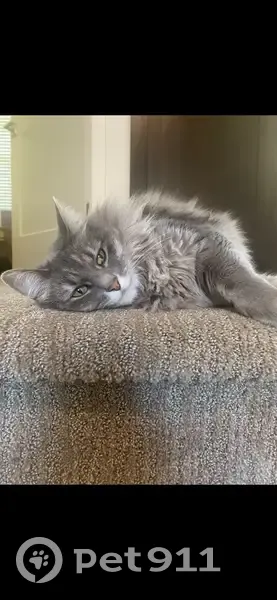 Lost female cat, Peterson Lane, Santa Rosa - grey Mainecoon mix - photo