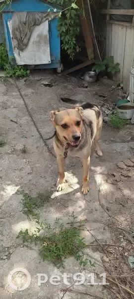 Зникла собака, проспект Івана Мазепи, 32, Дніпро - з ошийником - photo