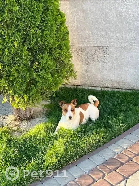 Зникла собака, Широківська сільська громада, Володимирівське - білий з коричневим, мордочка більш коричнева - photo