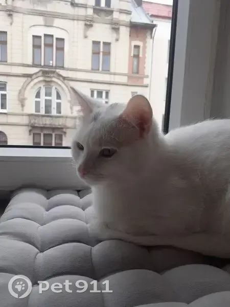 Зникла кішка Юкі, вулиця Української Перемоги, 7, Івано-Франківськ - біла з чорною цяточкою - photo