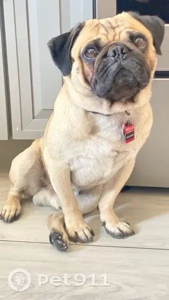 Lost dog, Wengert Avenue, Las Vegas - male Pug wearing a collar - photo