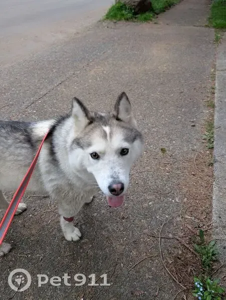 Found dog, Northeast Aquilla Court, 7702, Vancouver - female husky - photo