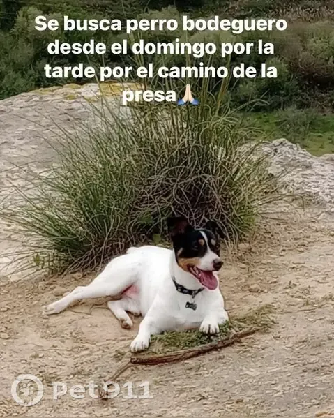 Perdido perro, Moraleda de Zafayona, Granada - photo