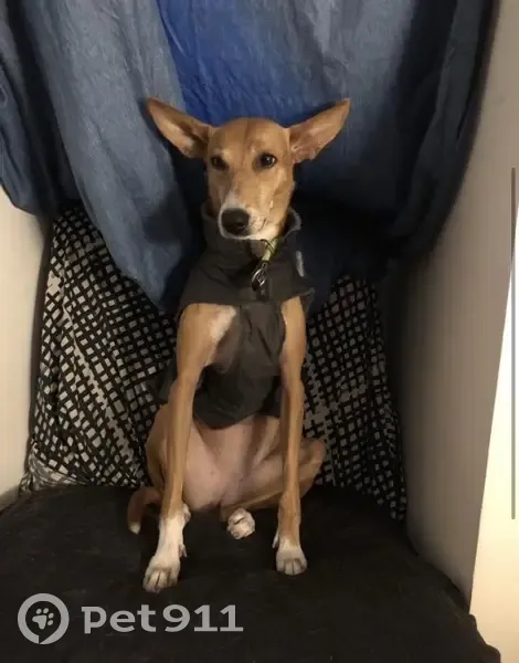 Perro perdido Hembra, Catarroja (sl495571) - photo