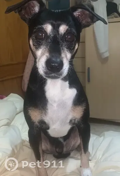 Perdido perro, Calle B Urbanización Olivos Maestre, 8, Dos Hermanas - negro con pecho blanco - photo