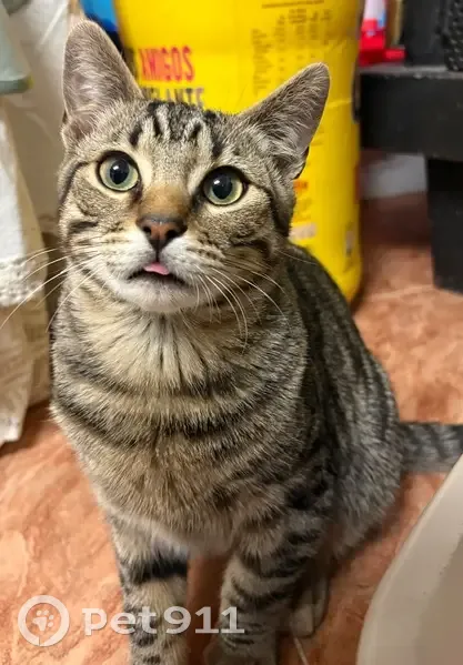 Perdido gato, Calle Felipe II, 11, Molina de Segura - responde al nombre de Coquito - photo