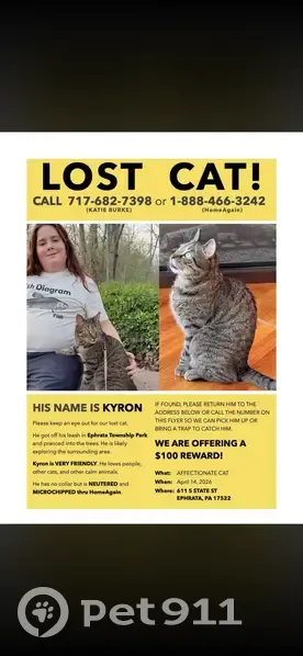 Lost cat, East Fulton Street, Ephrata - male brown tiger - photo