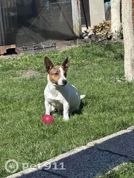 Зникла собака, Рівна вулиця, 20, Івано-Франківськ - активний пес Арчі - photo