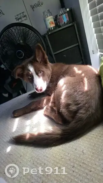 Lost dog, Southwest 89th Avenue, Miami - female with brown fur and unique eyes - photo