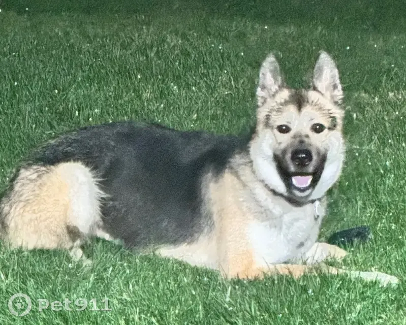 Lost dog, West Allerton Avenue, Greenfield - female German Shepherd - photo