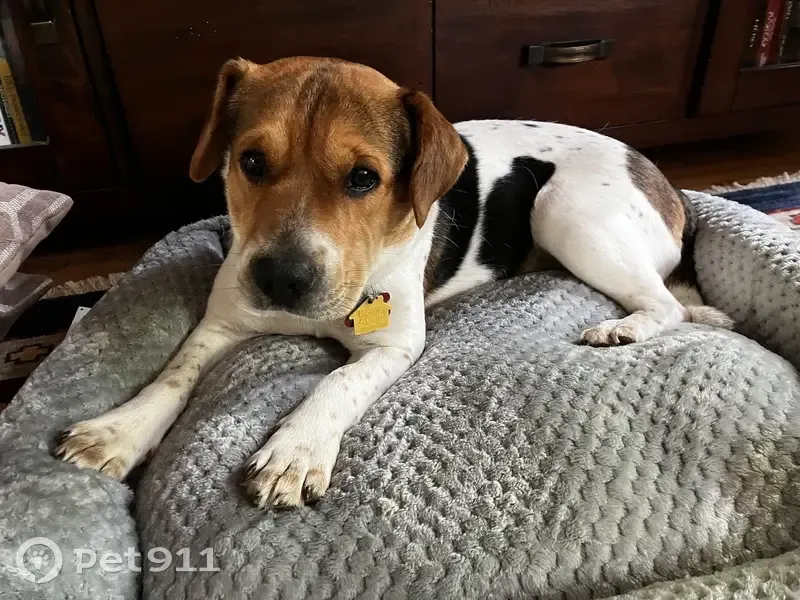 Lost dog, Indian Ridge Road, Reston - female beagle mix - photo