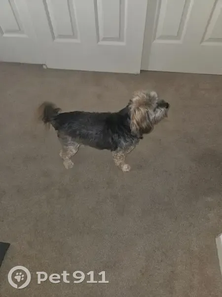 Found male dog, Dove Drive, Tracy - photo